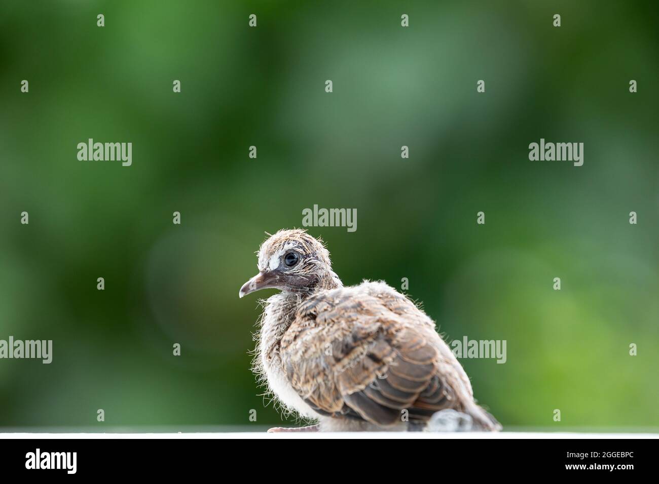 Baby Pigeon Banque D Image Et Photos Page 6 Alamy