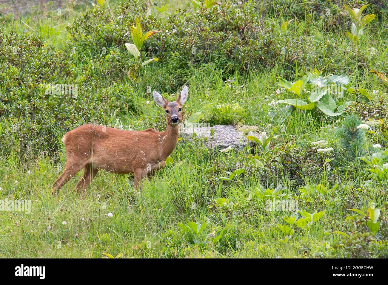 Chèvre roé (Capranolus capranolus) sur prairie montagneuse, Tyrol, Autriche Banque D'Images