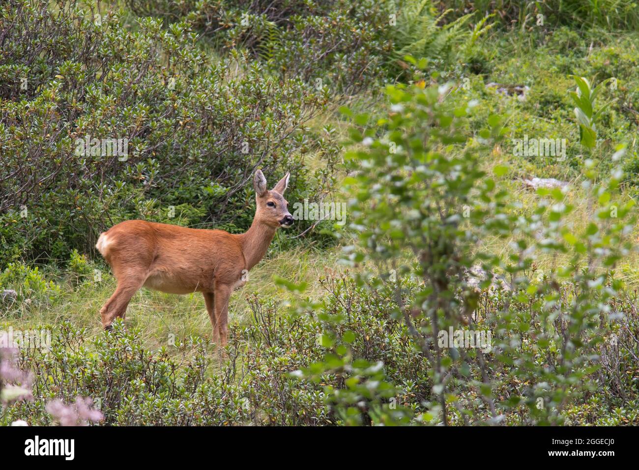 Chèvre roé (Capranolus capranolus) sur prairie montagneuse, Tyrol, Autriche Banque D'Images