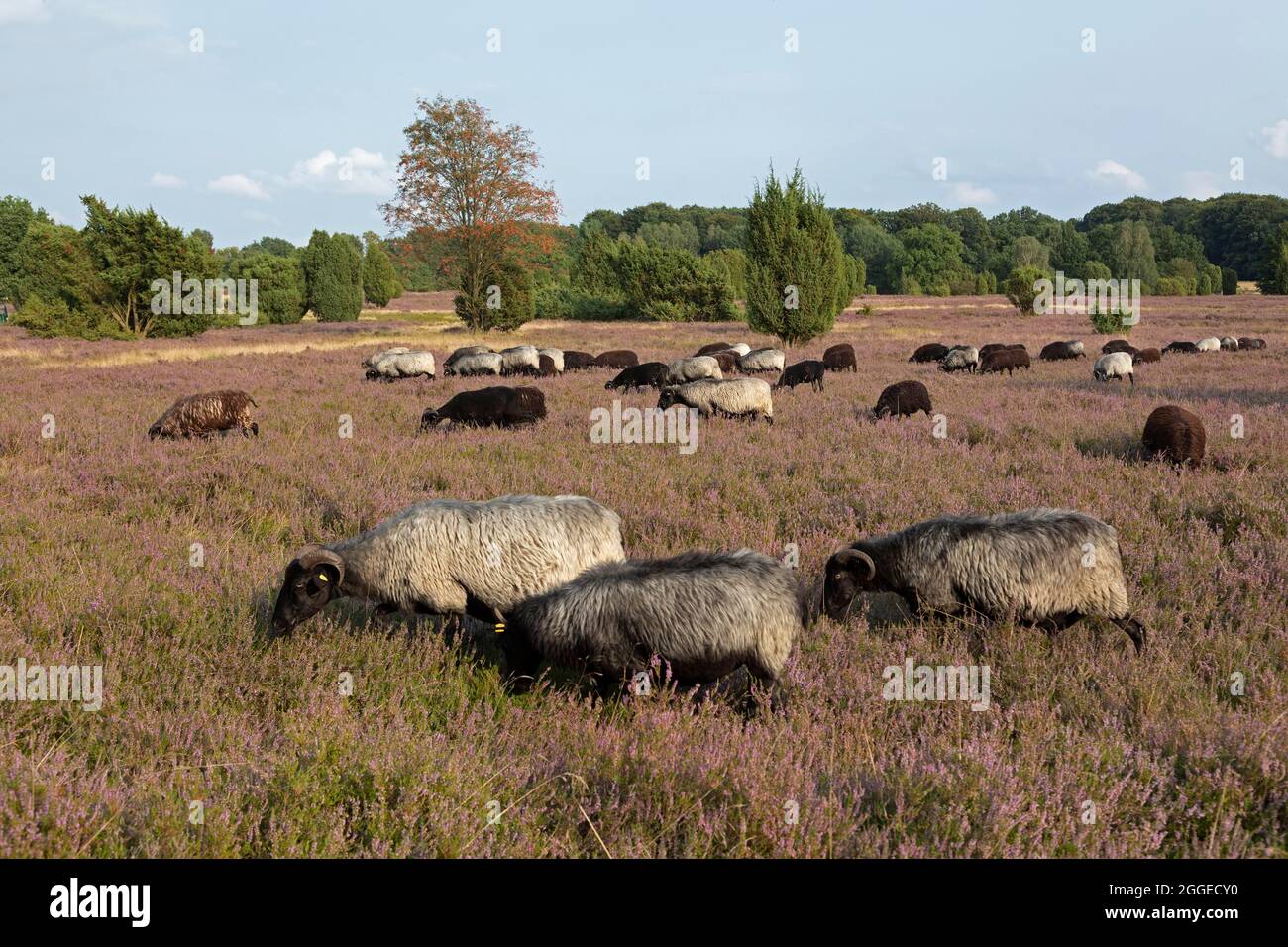 Heidschnucken troupeau, santé en fleur près de Wilsede, Lueneburg Heath, Basse-Saxe, Allemagne Banque D'Images