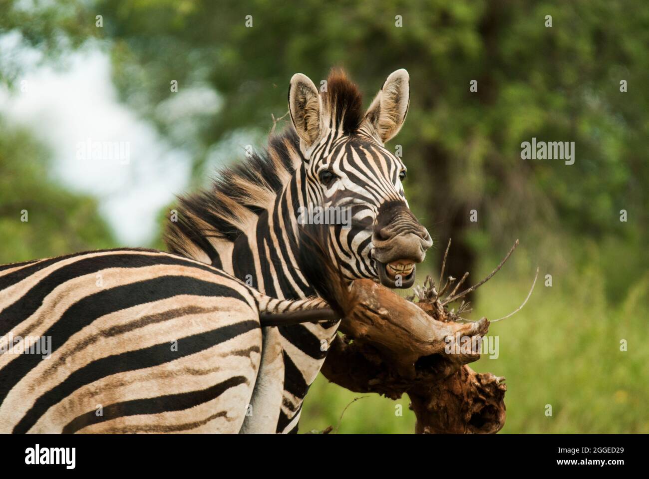 Zèbre des plaines (Equus quagga) regardant au-dessus de l'épaule et des dents d'aboiement avec effet comique. Près du camp de repos de Skukuza, parc national Kruger, Afrique du Sud. Banque D'Images