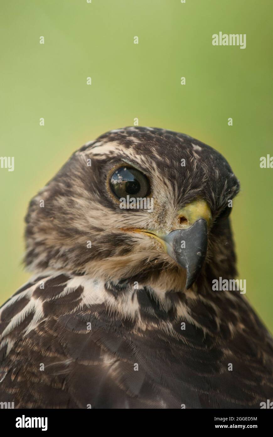 Partie supérieure du corps et face du jeune Shikra (Accipiter badius). Près du camp de repos de Skukuza, parc national Kruger, province de Mpumalanga, Afrique du Sud. Banque D'Images