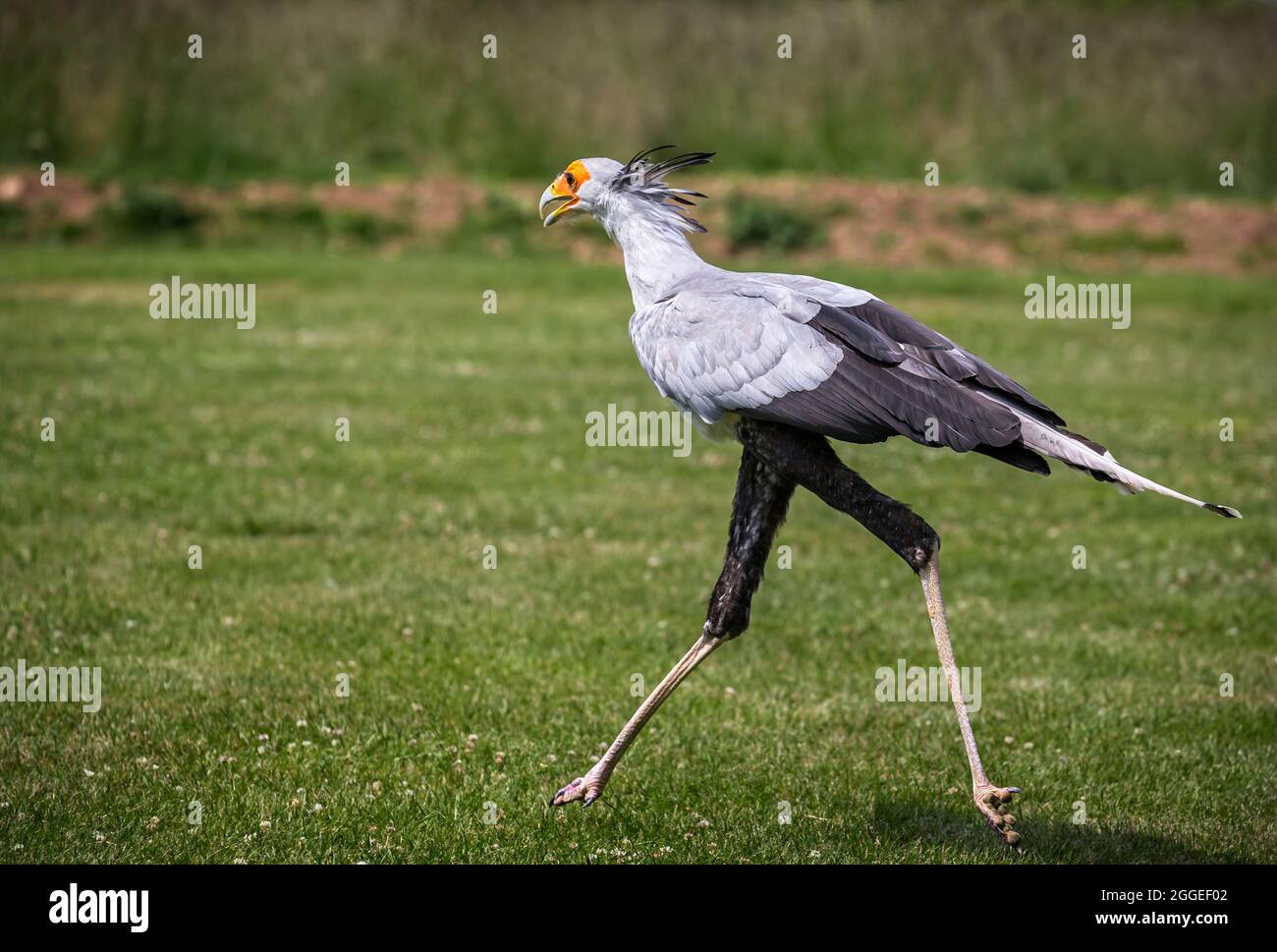 Gros plan sur un oiseau de secrétaire exotique déchaîrant Banque D'Images