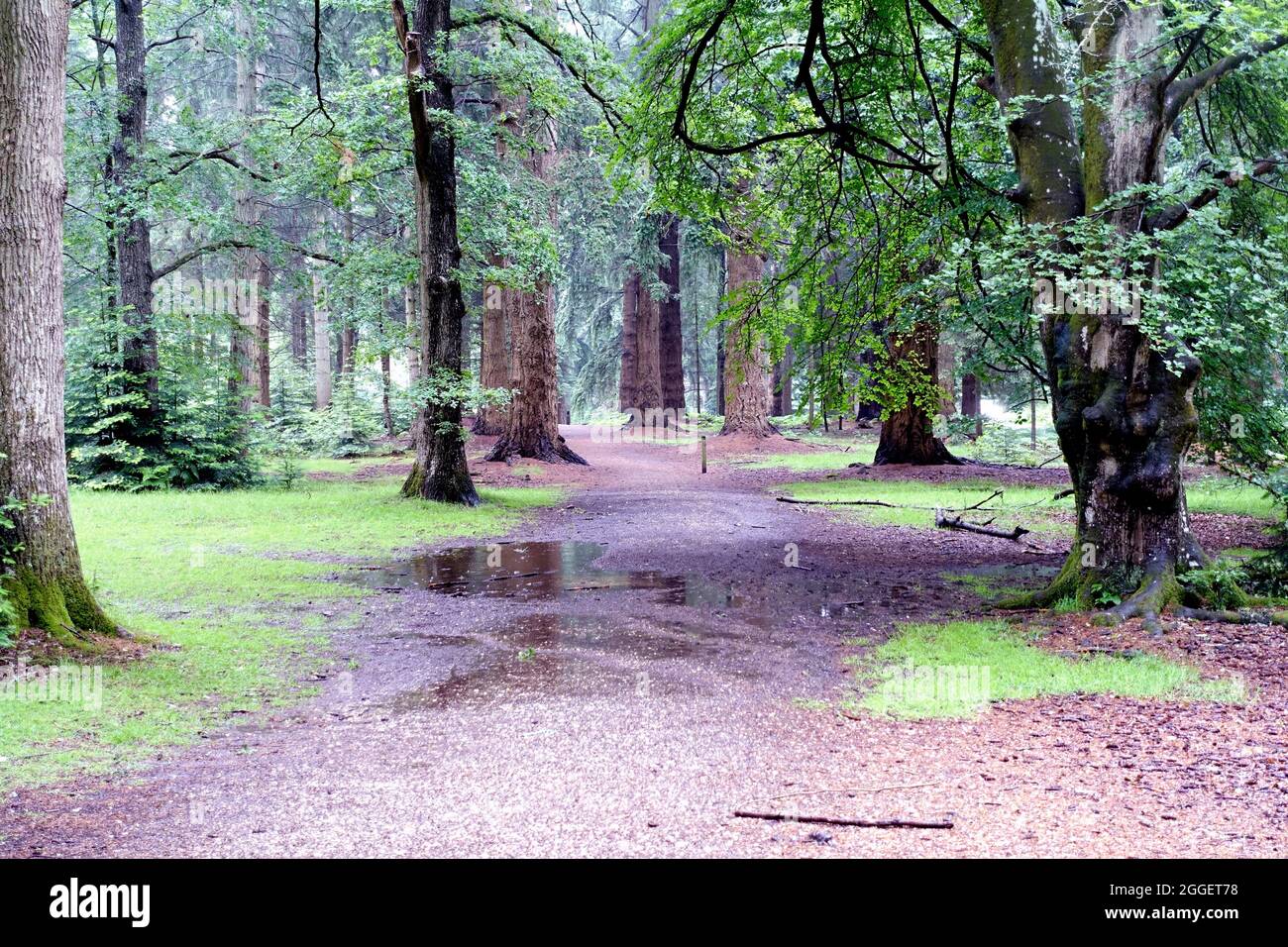Pluie dans la promenade dans les bois, Nouvelle forêt Banque D'Images