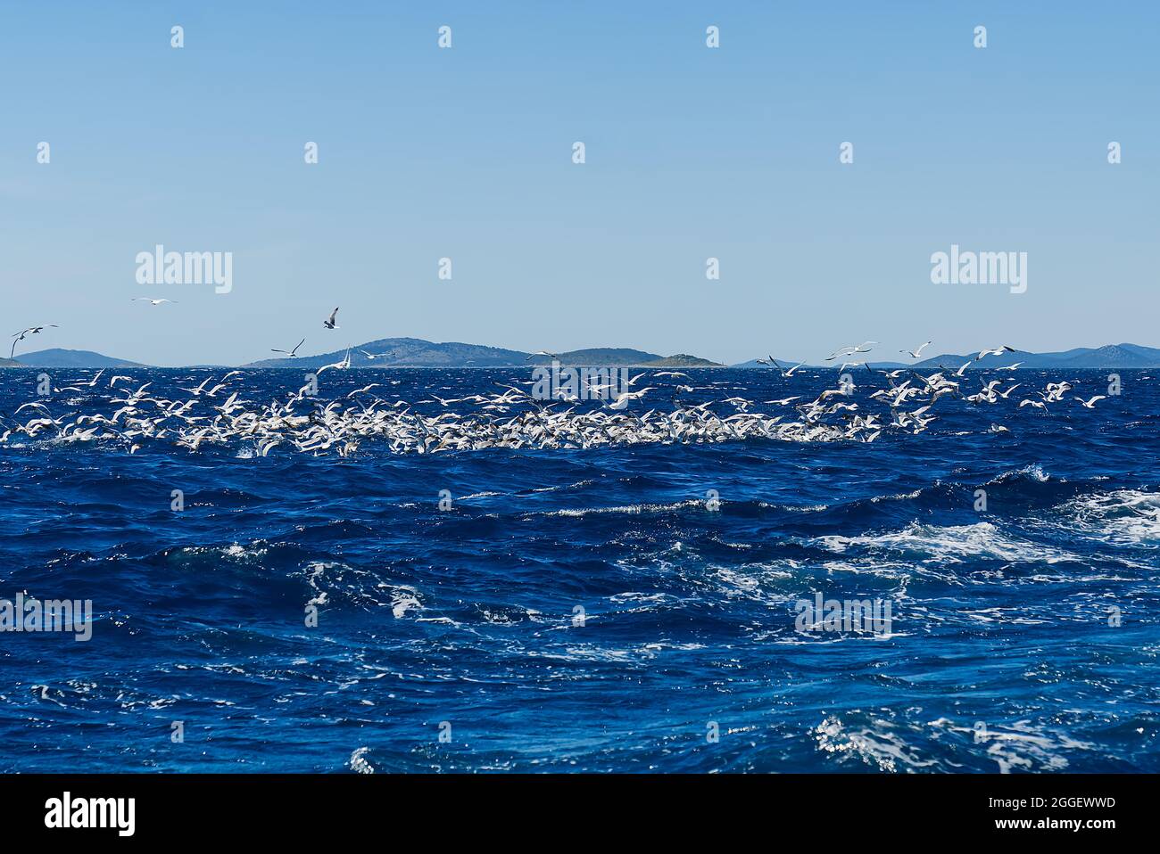 Oiseaux de mouettes affamés qui luttent pour des poissons, troupeau de mouettes volant au-dessus de la mer derrière le navire pour trouver de petits poissons Banque D'Images
