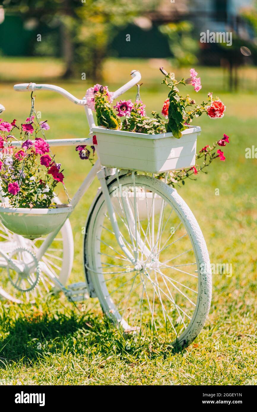 Décoration rétro Vintage modèle vélo équipé Panier fleurs jardin dans le  soleil jour d'été. Lit fleuri d'été avec pétunias. Aménagement paysager,  décor de jardin Photo Stock - Alamy