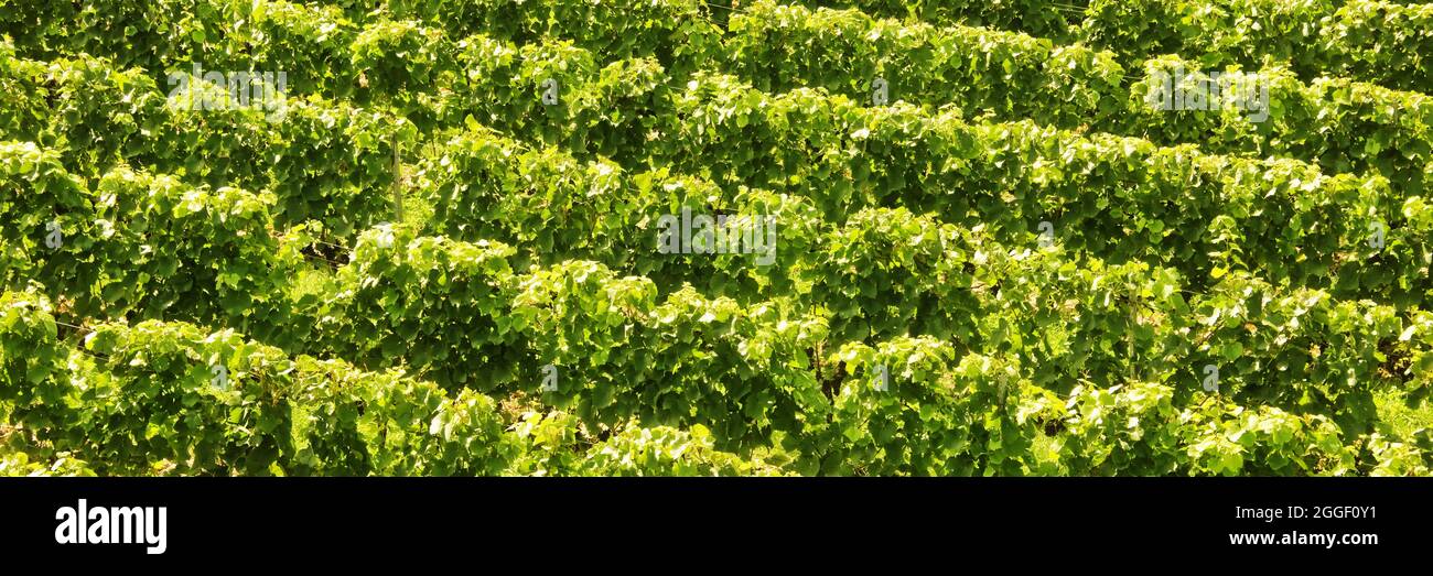 Arrière-plan panoramique des stocks de vignes dans un vignoble Banque D'Images