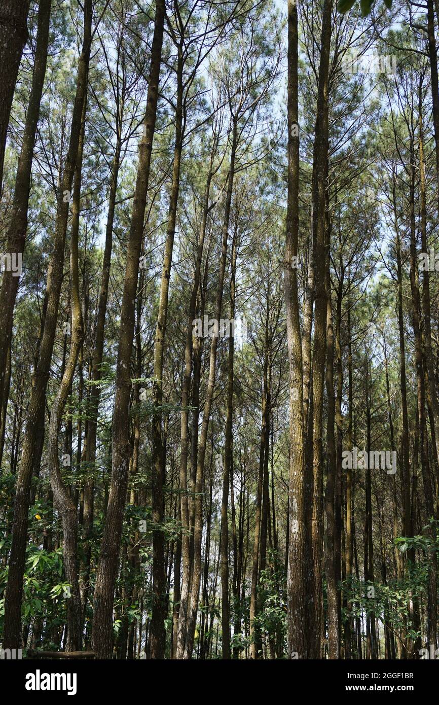 L'atmosphère de pinus pengger à Yogyakarta, Indonésie Banque D'Images