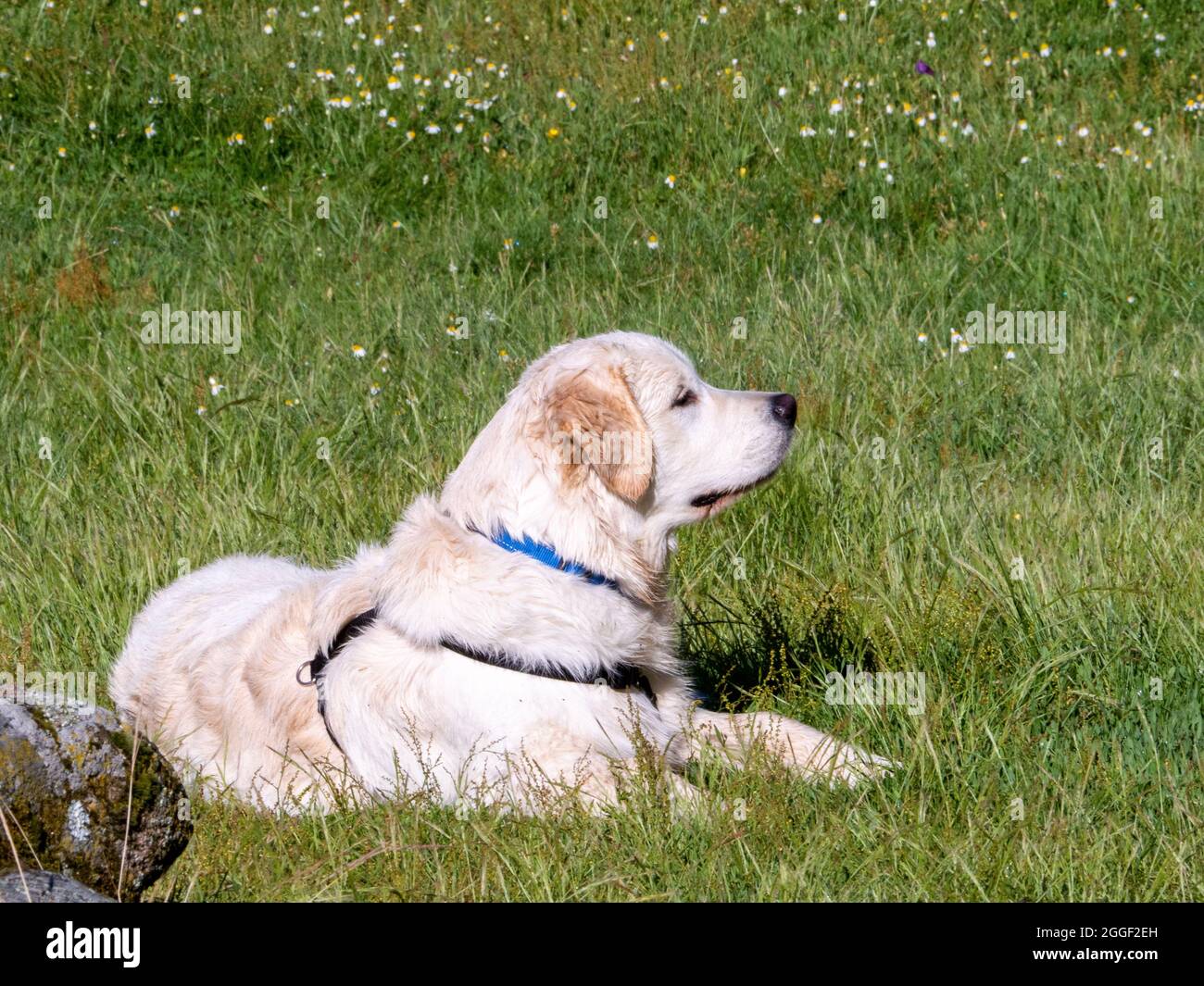 Vue latérale d'un chien allongé sur un champ herbacé. Chien avec harnais allongé sur un pré en regardant loin. Banque D'Images