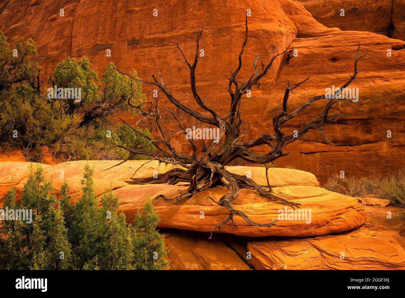 Squelette de genévrier mort et rochers rouges dans le parc national d'Arches Banque D'Images