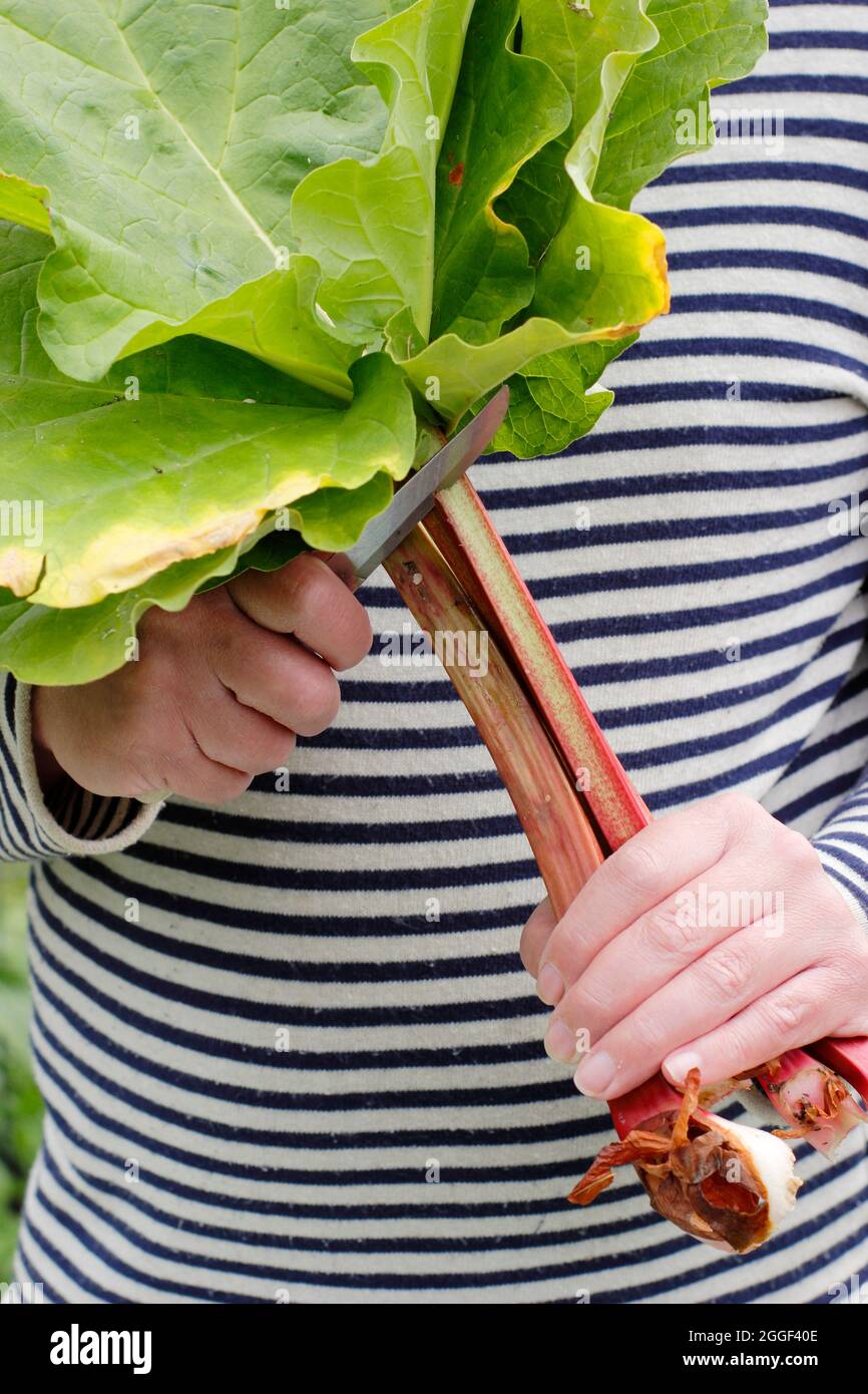 Rheum. Retirer les feuilles de rhubarbe toxiques qui contiennent de l'acide oxalique. ROYAUME-UNI Banque D'Images