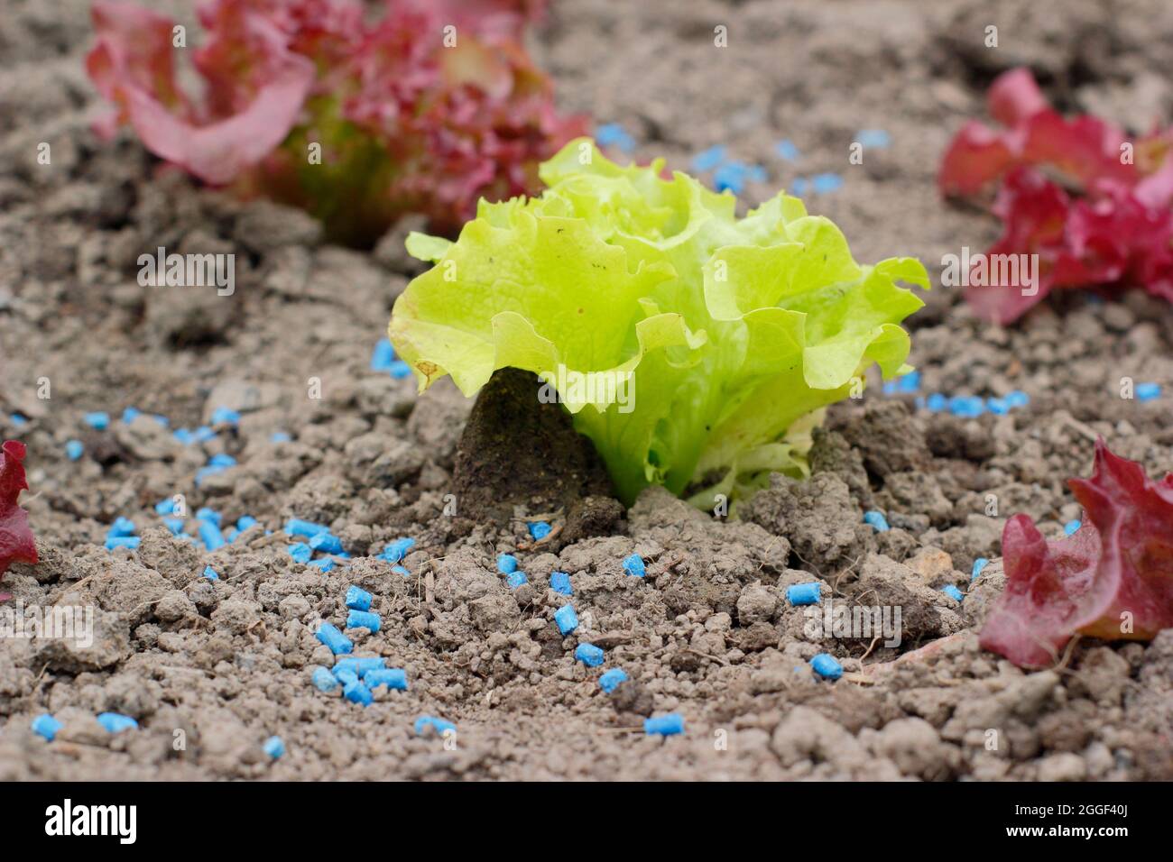 Pastilles de limaces. Granules de limaces de phosphate ferrique à côté de jeunes plants de laitue pour aider à empêcher les limaces et les escargots d'attaquer les cultures. ROYAUME-UNI Banque D'Images