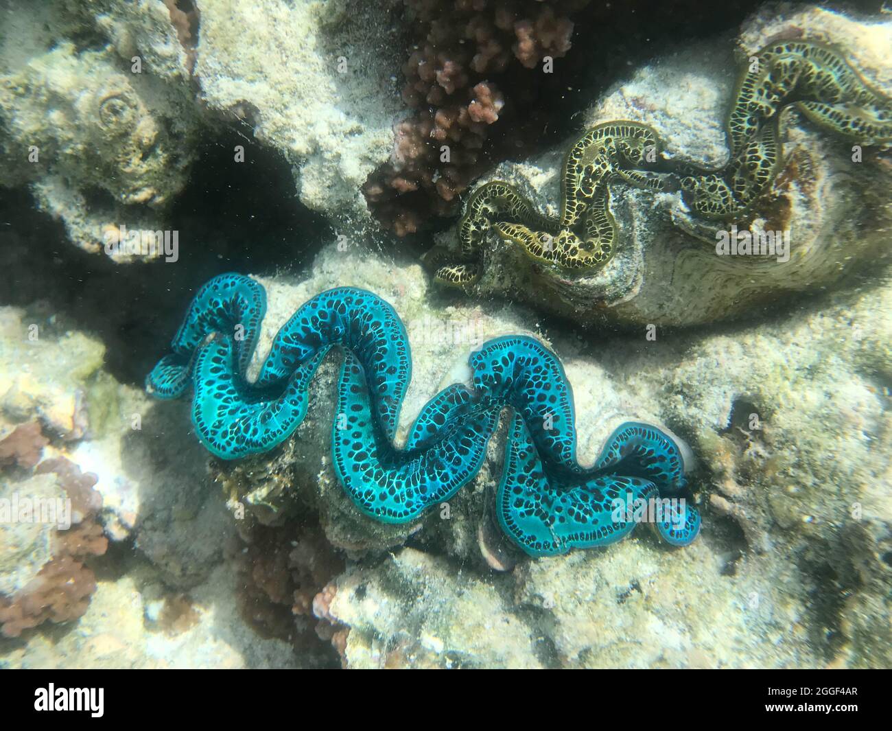 Tridacna Maxima Banque D'Images