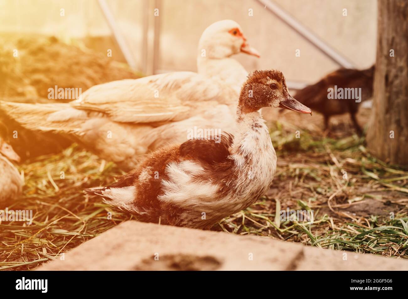 canards musqués ou indo sur une ferme dans un poulailler. élevage