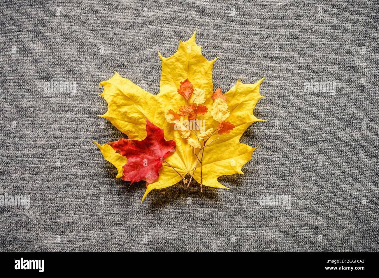 feuilles d'érable jaune et rouge d'automne sur le fond d'un pull en tricot gris confortable Banque D'Images