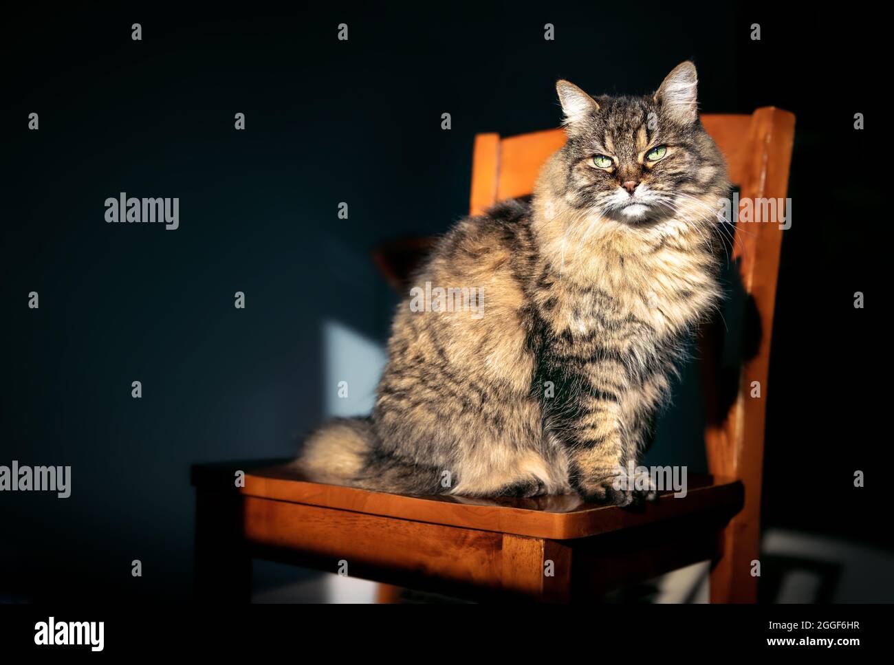 Chat Senior Beneficiant Du Soleil Matinal Assis Sur Une Chaise A L Interieur Chat Tabby Feminin De 15 Ans Moelleux Assis Pres De La Fenetre Au Soleil Photo Stock Alamy