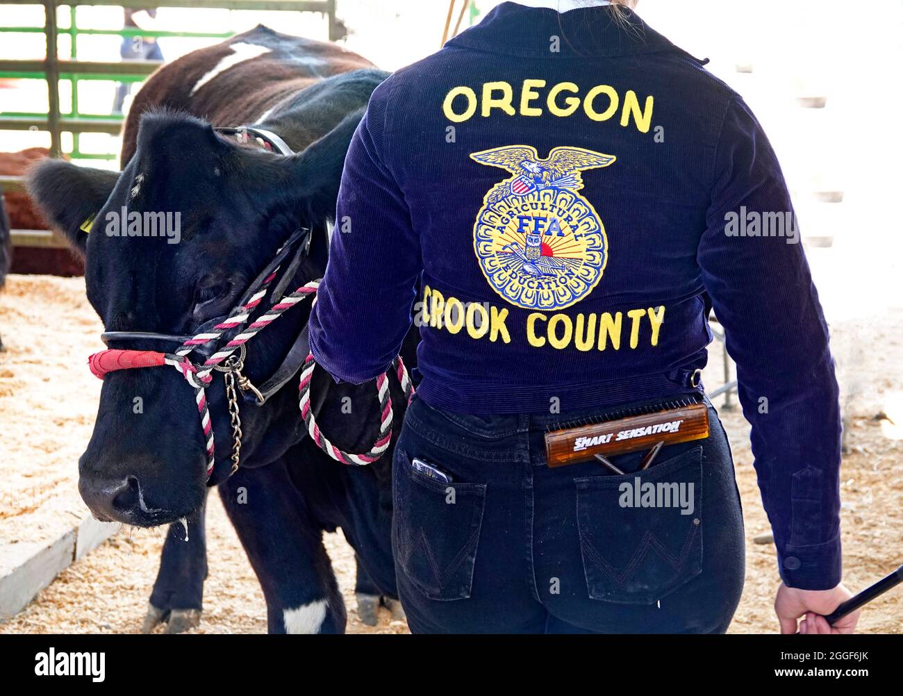 Un futur membre Farmer of America fait la fête à son veau pour le spectacle d'une foire de campagne dans le centre de l'Oregon. Banque D'Images