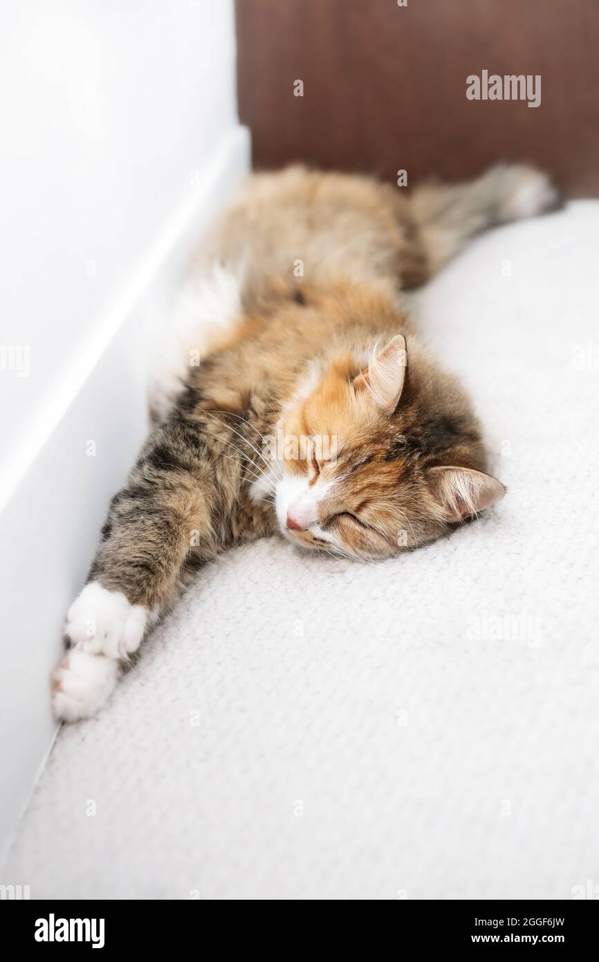 Le Chat Dormait Le Long D Un Mur Sur Un Tapis Blanc Totalement Detendue Femme Doux Cheveux Longs Kitty Ayant Une Sieste Avec Le Ventre Expose Montrant Elle Est Photo Stock Alamy