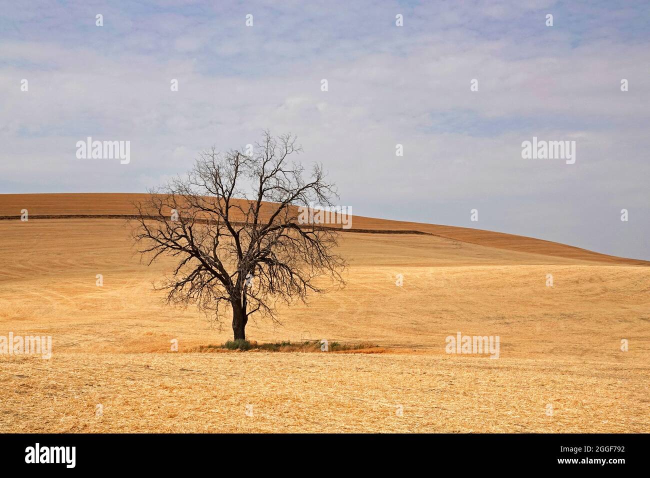 Un arbre mort dans un champ de blé, dans le pays agricole du nord de l'Idaho. Banque D'Images