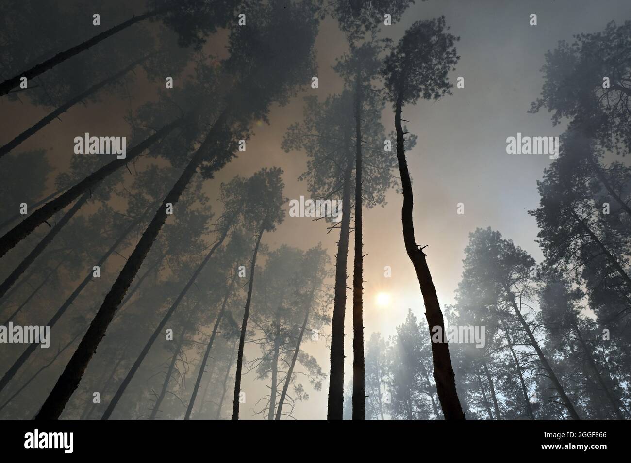 Non exclusif: RÉGION DE LUHANSK, UKRAINE - 30 AOÛT 2021 - la fumée couvre les pins pendant l'effort de réaction à la combustion de la litière de conifères dans une forêt Banque D'Images