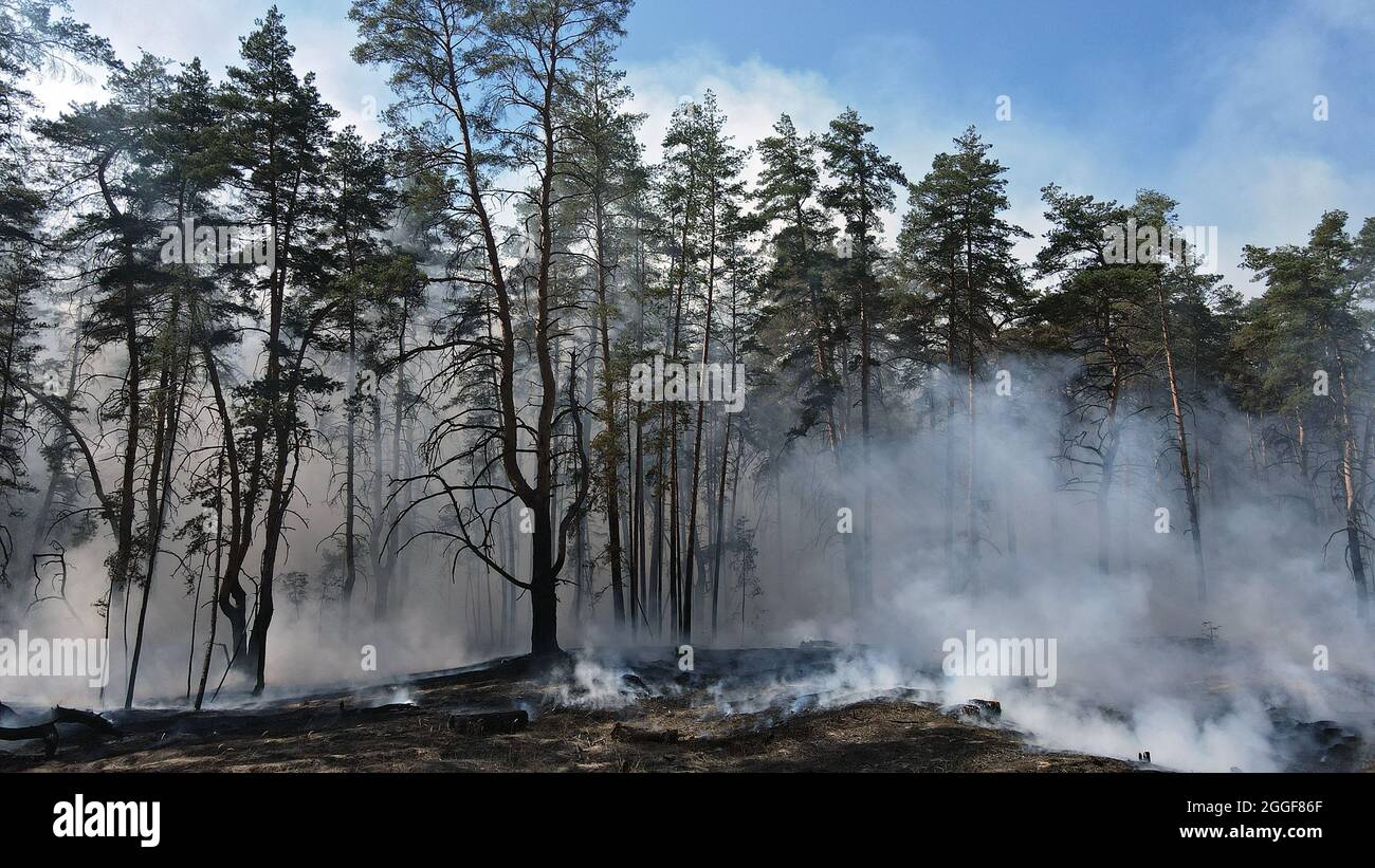 Non exclusif: RÉGION DE LUHANSK, UKRAINE - 30 AOÛT 2021 - la fumée couvre les pins pendant l'effort de réaction à la combustion de la litière de conifères dans une forêt Banque D'Images