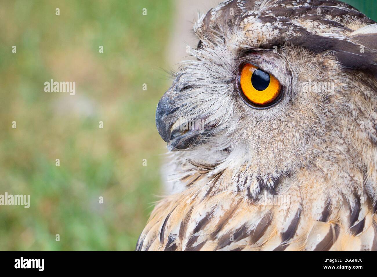 Un hibou gris regarde dans la distance. Un hibou sauvage aux yeux jaunes tristes Banque D'Images