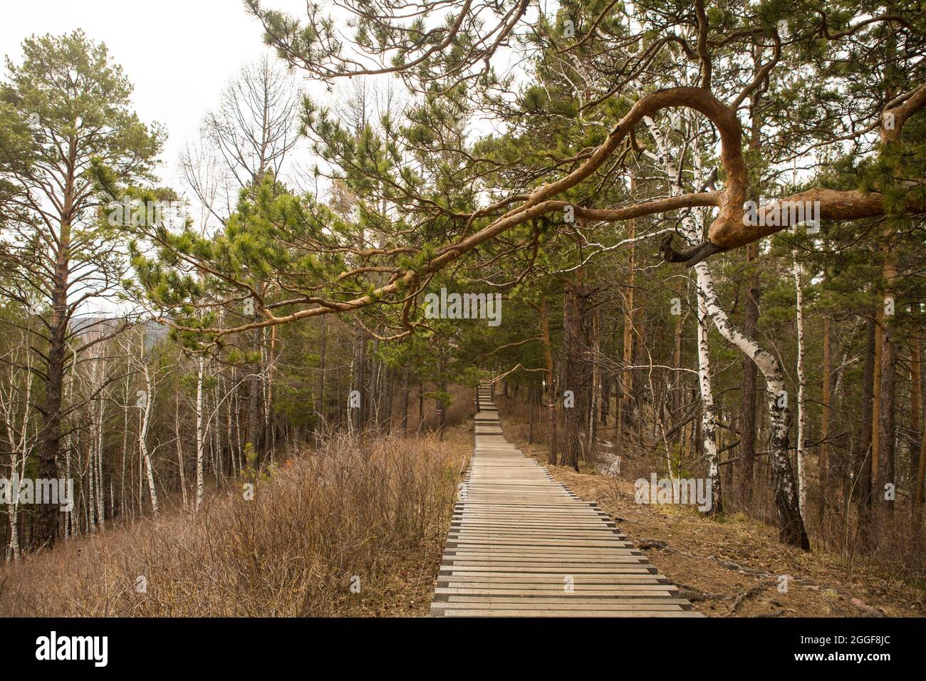 la route à travers la forêt de conifères au printemps Banque D'Images