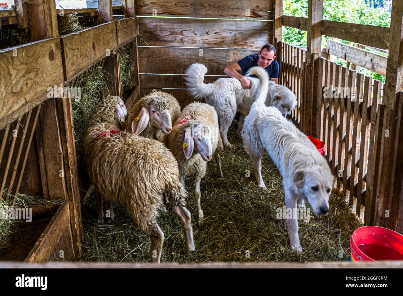 Chiens erding de la race Cane da Pastore maremmano Abruzzese.Contrairement aux moutons, les chiens peuvent quitter la boîte à tout moment.Ils deviennent particulièrement vigilants au crépuscule et la nuit - le temps de chasse le plus populaire des prédateurs, Alto Adige, Italie Banque D'Images