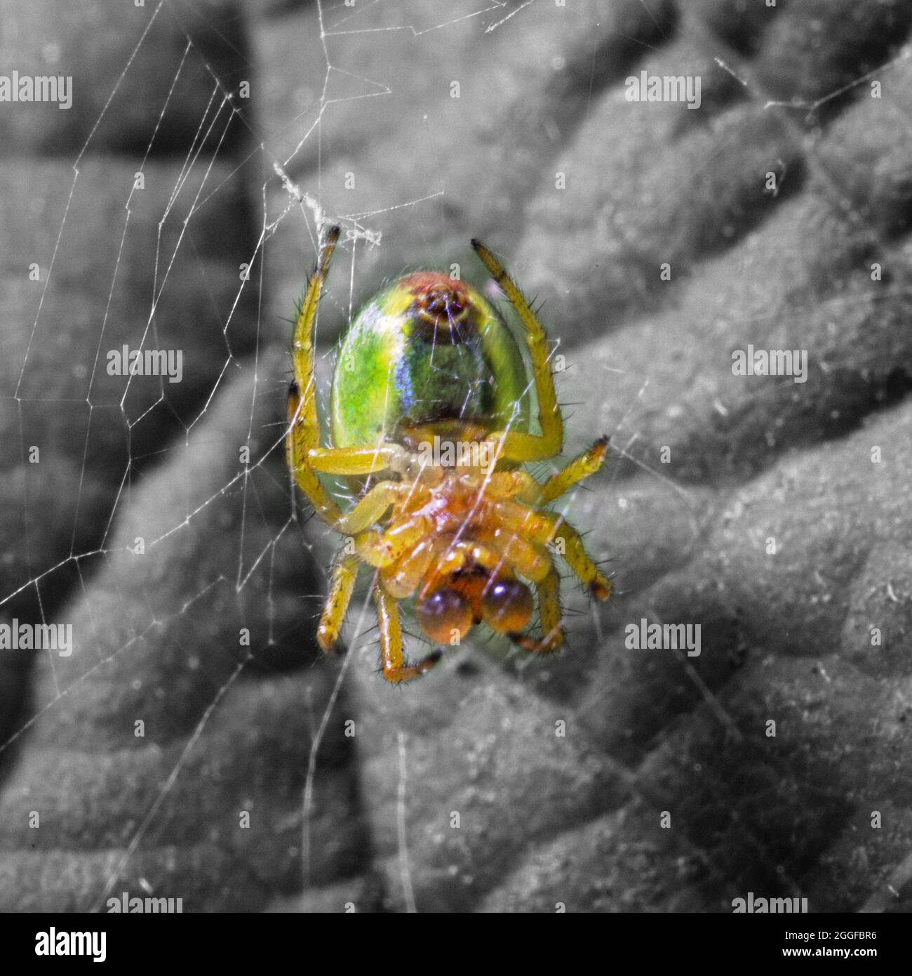 Araignée de concombre sur la toile Banque D'Images