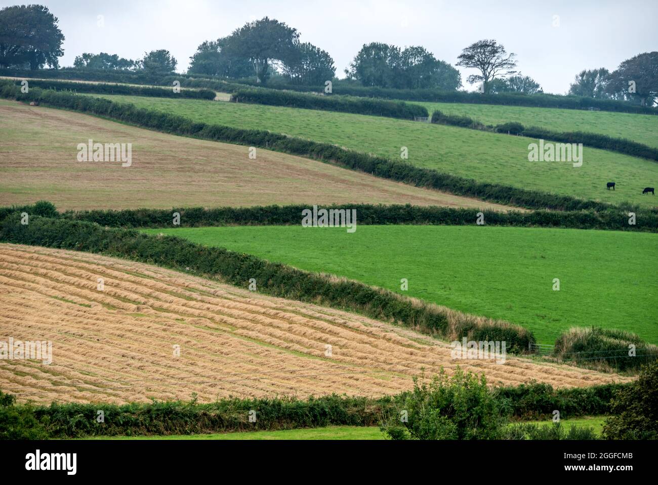 Totnes, 26 août 2021 : la campagne près du vignoble de Sharpham Manor, près de Totnes à Devon Banque D'Images