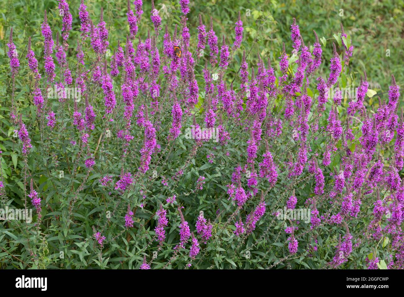 Blutweiderich, Blut-Weiderich, Gewöhnlicher Blutweiderich, Lythrum salicaria, la salicaire pourpre, lythrum salicaire, enrichis, la Salicaire, La Banque D'Images