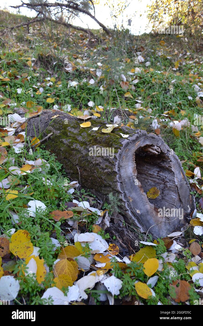 morceau de tronc creux sur le terrain entouré de feuilles de peuplier jaune et blanc en automne Banque D'Images