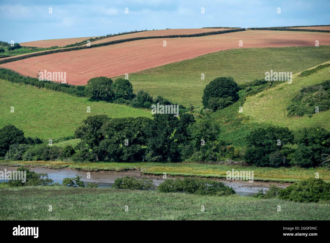 Totnes, 26 août 2021 : la campagne près du vignoble de Sharpham Manor, près de Totnes à Devon Banque D'Images