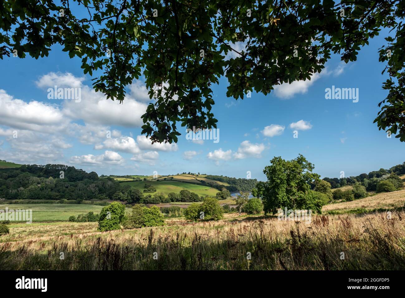 Totnes, 26 août 2021 : la campagne près du vignoble de Sharpham Manor, près de Totnes à Devon Banque D'Images