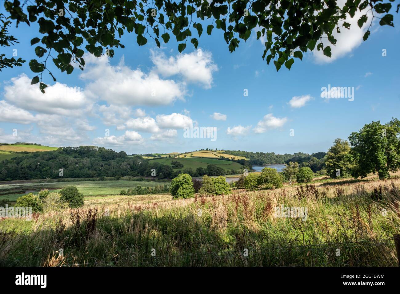 Totnes, 26 août 2021 : la campagne près du vignoble de Sharpham Manor, près de Totnes à Devon Banque D'Images