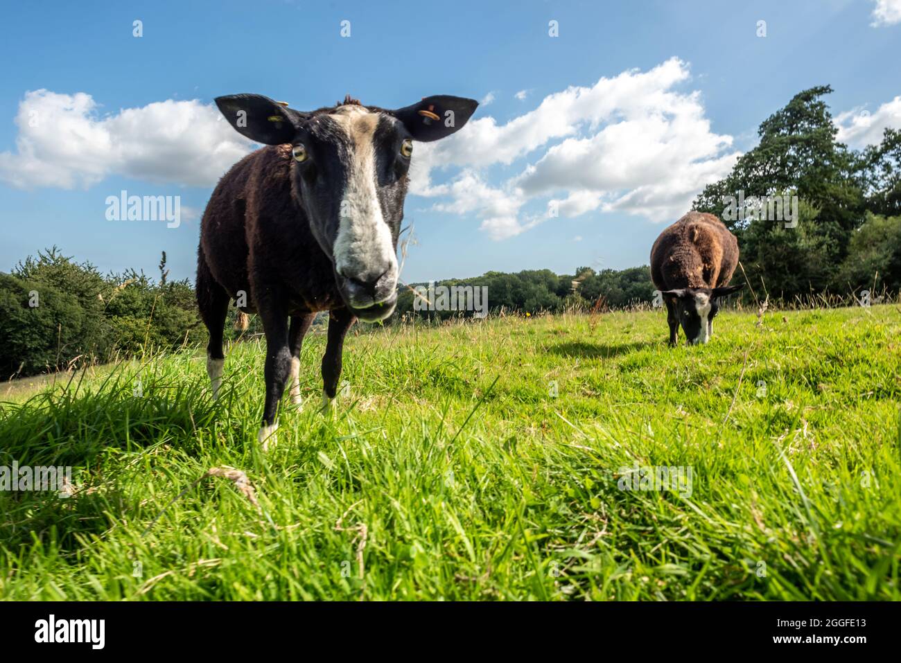 Totnes, 26 août 2021: Balwen Welsh Mountain Sheep près du vignoble Sharpham Manor, près de Totnes à Devon Banque D'Images