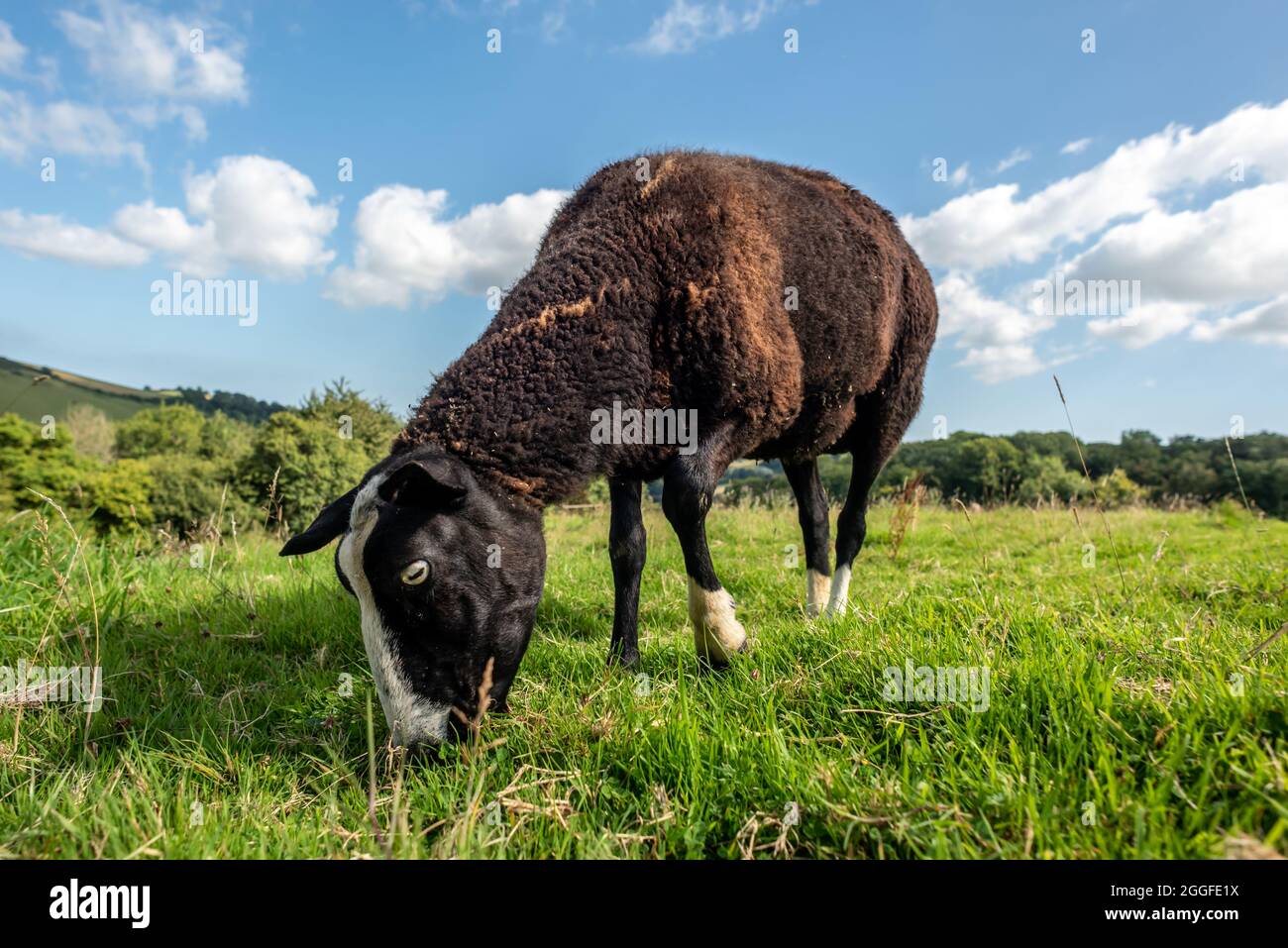Totnes, 26 août 2021: Balwen Welsh Mountain Sheep près du vignoble Sharpham Manor, près de Totnes à Devon Banque D'Images