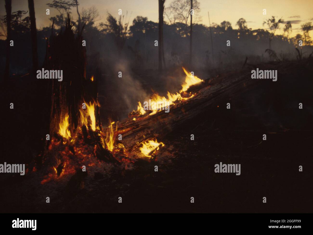 Amazonie brûlée dans la forêt tropicale, déforestation pour le bétail. Banque D'Images