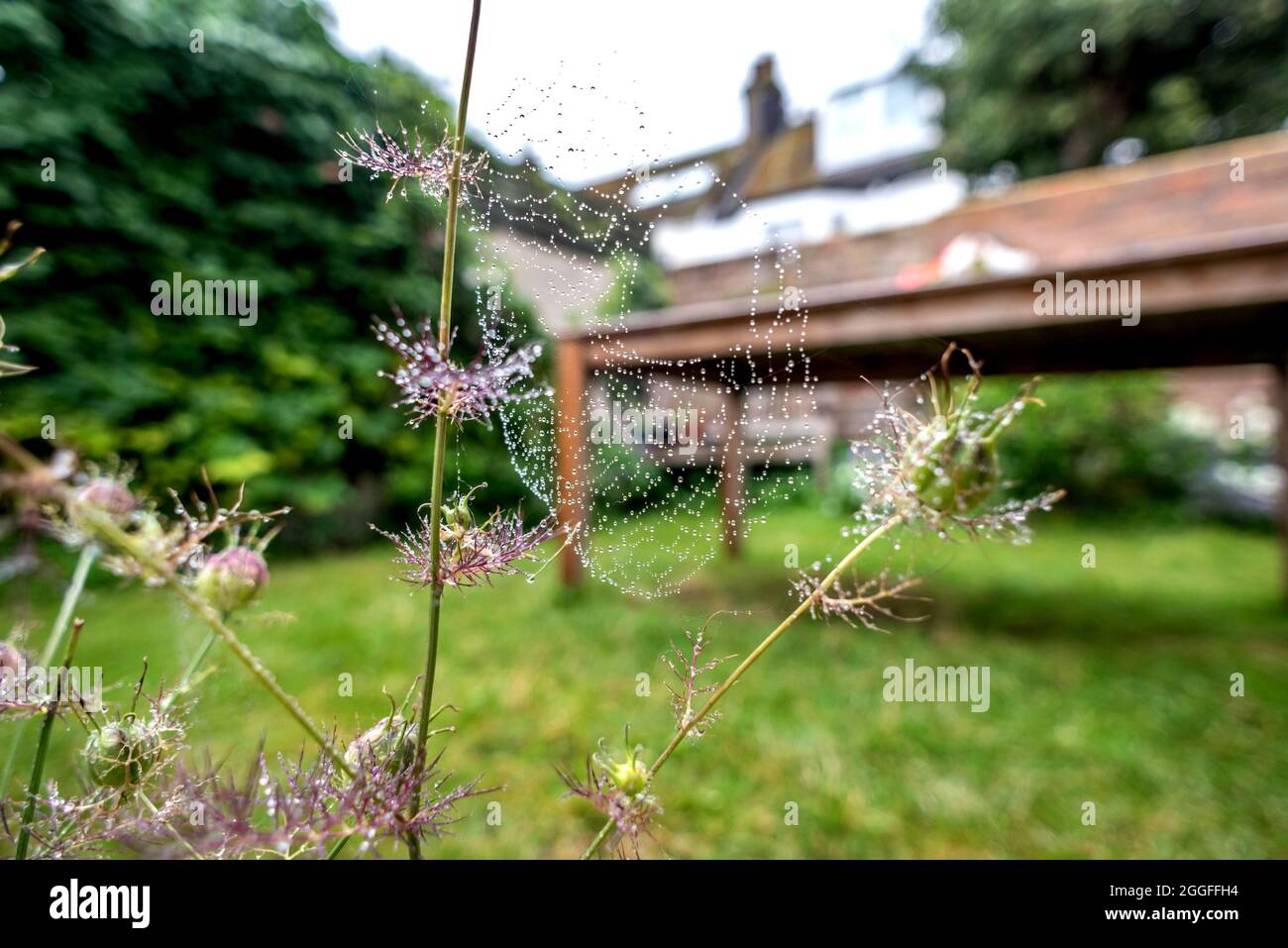 Brighton, le 19 août 2021 : gouttelettes d'eau sur le web d'une araignée à Brighton Banque D'Images