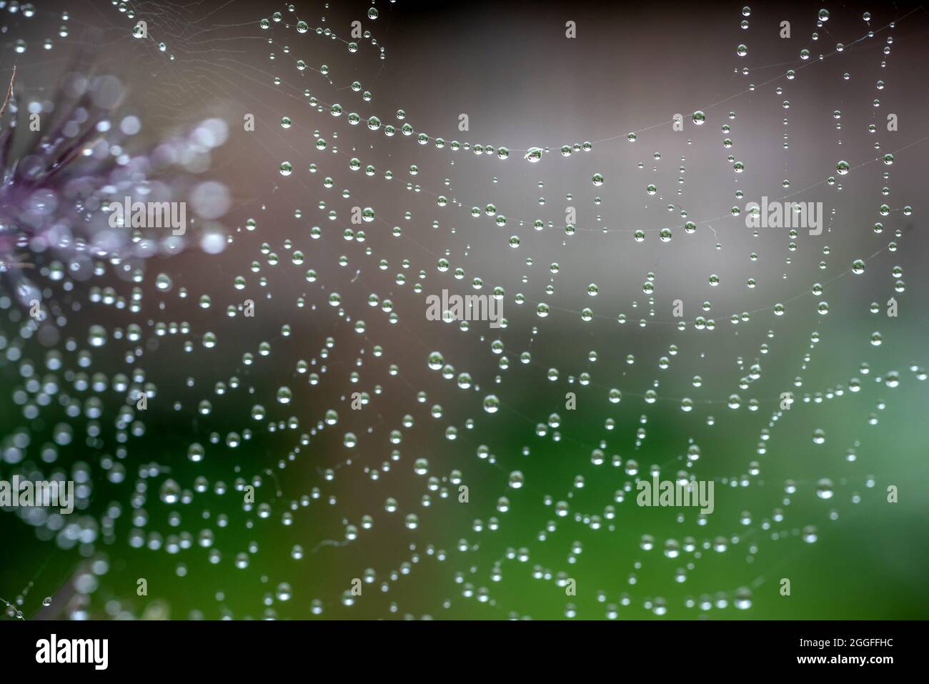 Brighton, le 19 août 2021 : gouttelettes d'eau sur le web d'une araignée à Brighton Banque D'Images