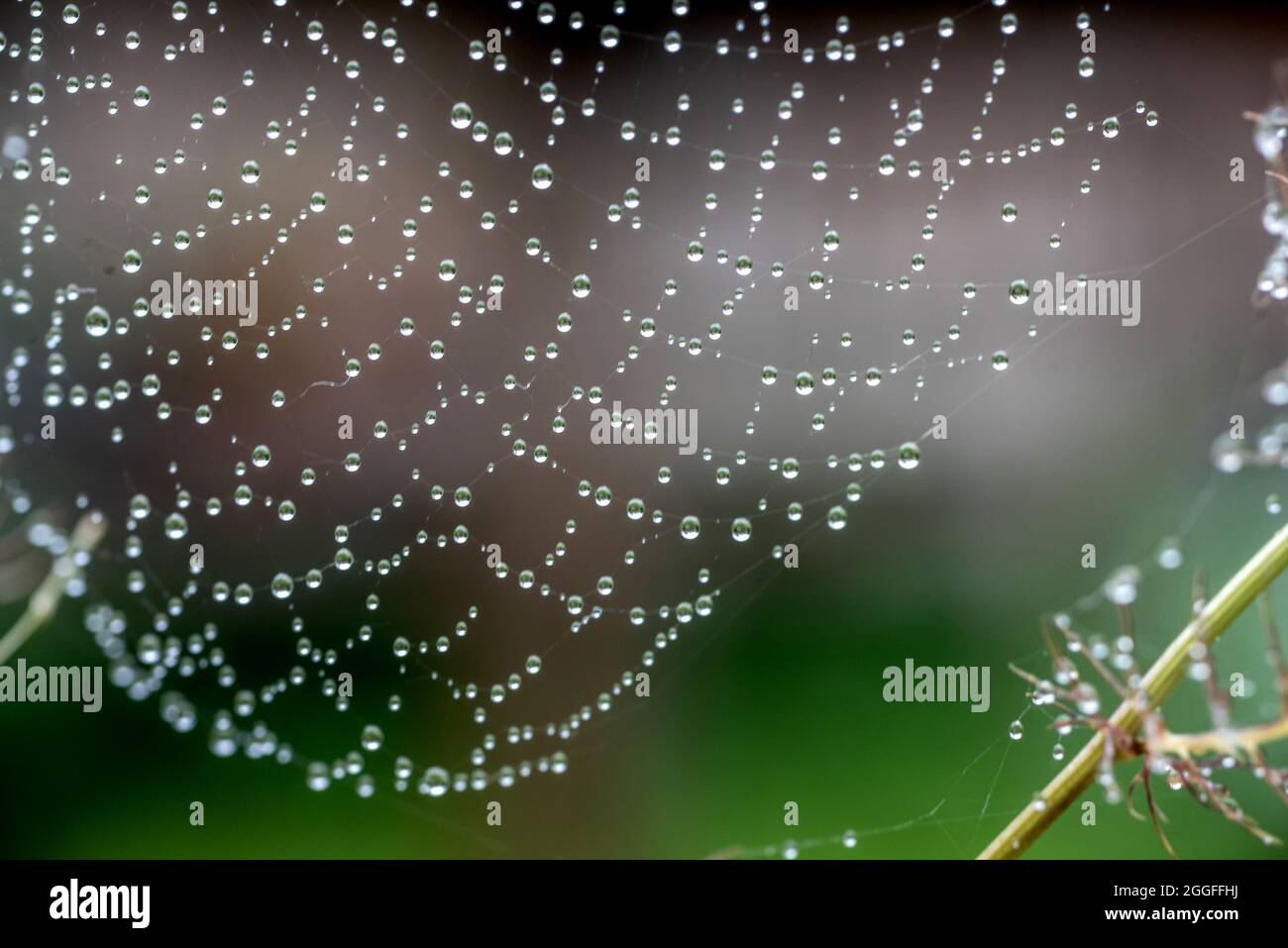 Brighton, le 19 août 2021 : gouttelettes d'eau sur le web d'une araignée à Brighton Banque D'Images
