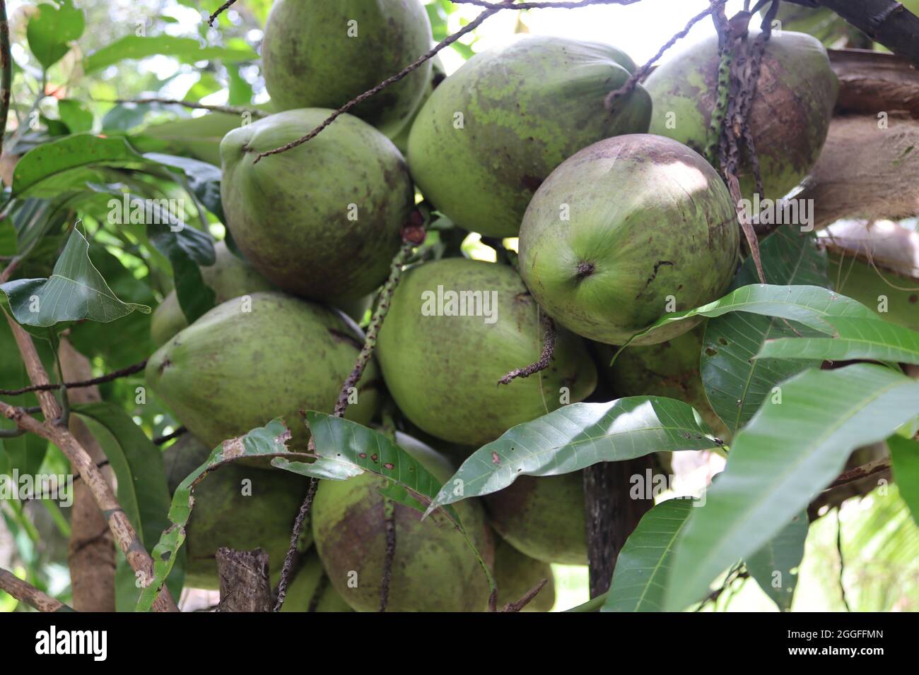 Culture de noix de coco d'Asie du Sud. Banque D'Images