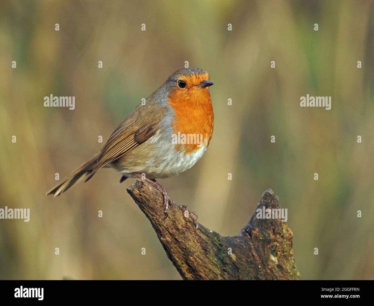 Portrait d'alerte rouge-vif de voleur européen (erithacus rubecula) aka Robin, Robin Redbreast perché sur la branche - Leighton Moss RSPB Angleterre, Royaume-Uni Banque D'Images