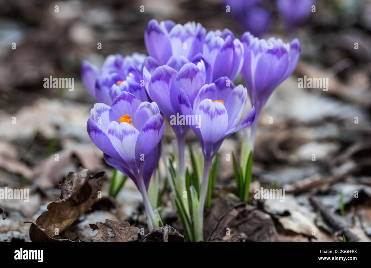 Fleurs de crocus pourpres poussant sur le sol parmi les vieilles feuilles sèches au soleil jour de printemps Banque D'Images