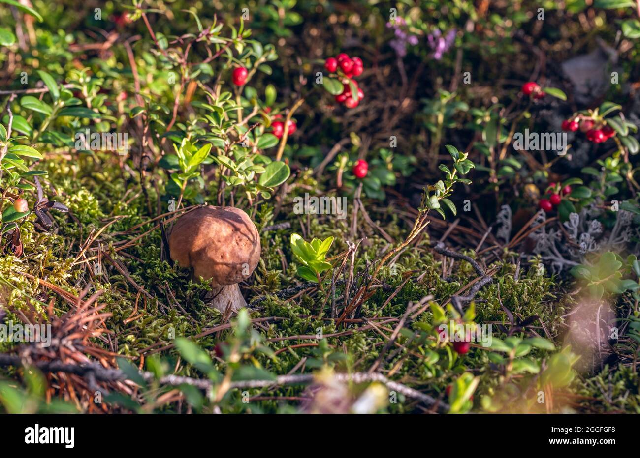 Le petit champignon Porcini (Boletus edulis) se cache parmi la mousse verte, les aiguilles de pin et les buissons de baies de lingoni dans la forêt, le jour ensoleillé d'août. Banque D'Images