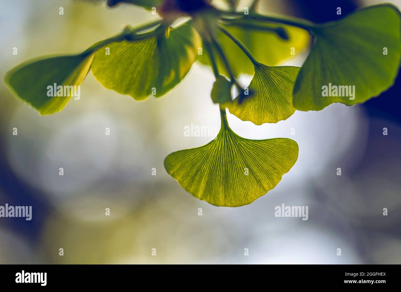 Photo macro des feuilles de l'arbre de Ginkgo biloba Banque D'Images