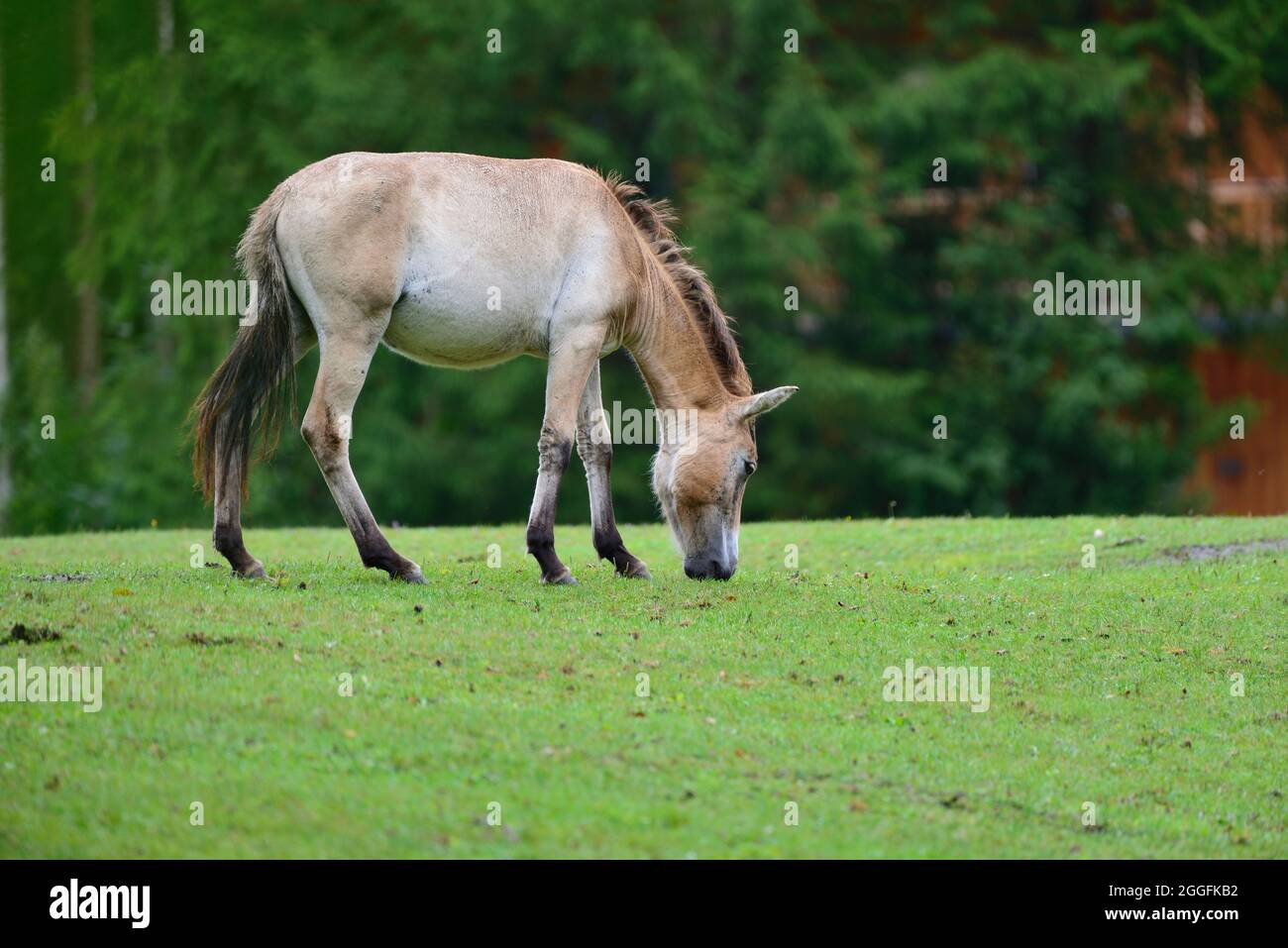 Cumberland Wildlife Park Grünau, haute-Autriche, Autriche. Cheval sauvage (Equus ferus przewalskii) Banque D'Images