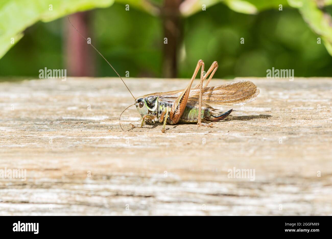 Cricket de Roesel au repos (Metrioptera roeselii) Banque D'Images