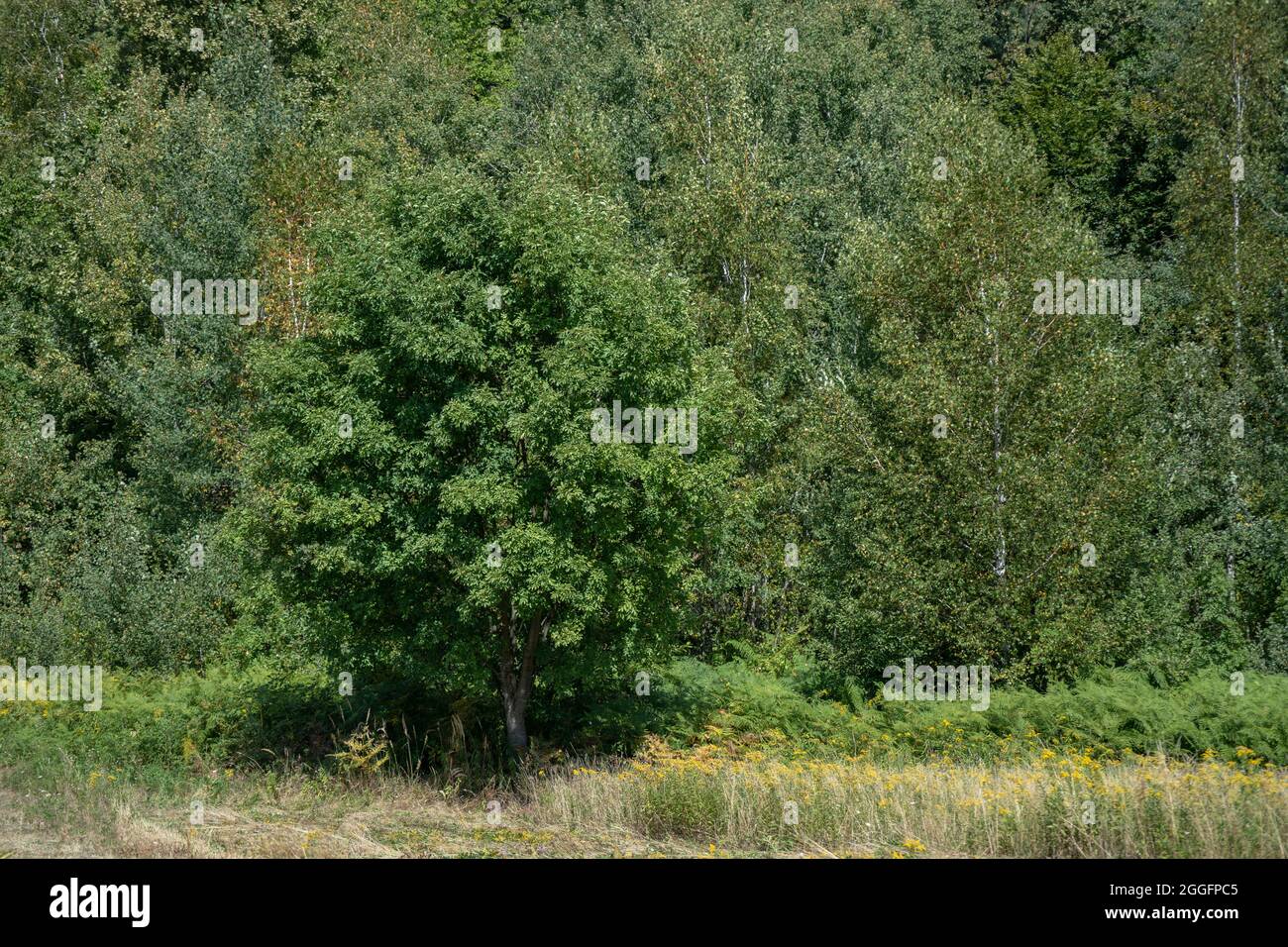 Image confuse de l'arbre en face de la forêt pendant la journée ensoleillée Banque D'Images