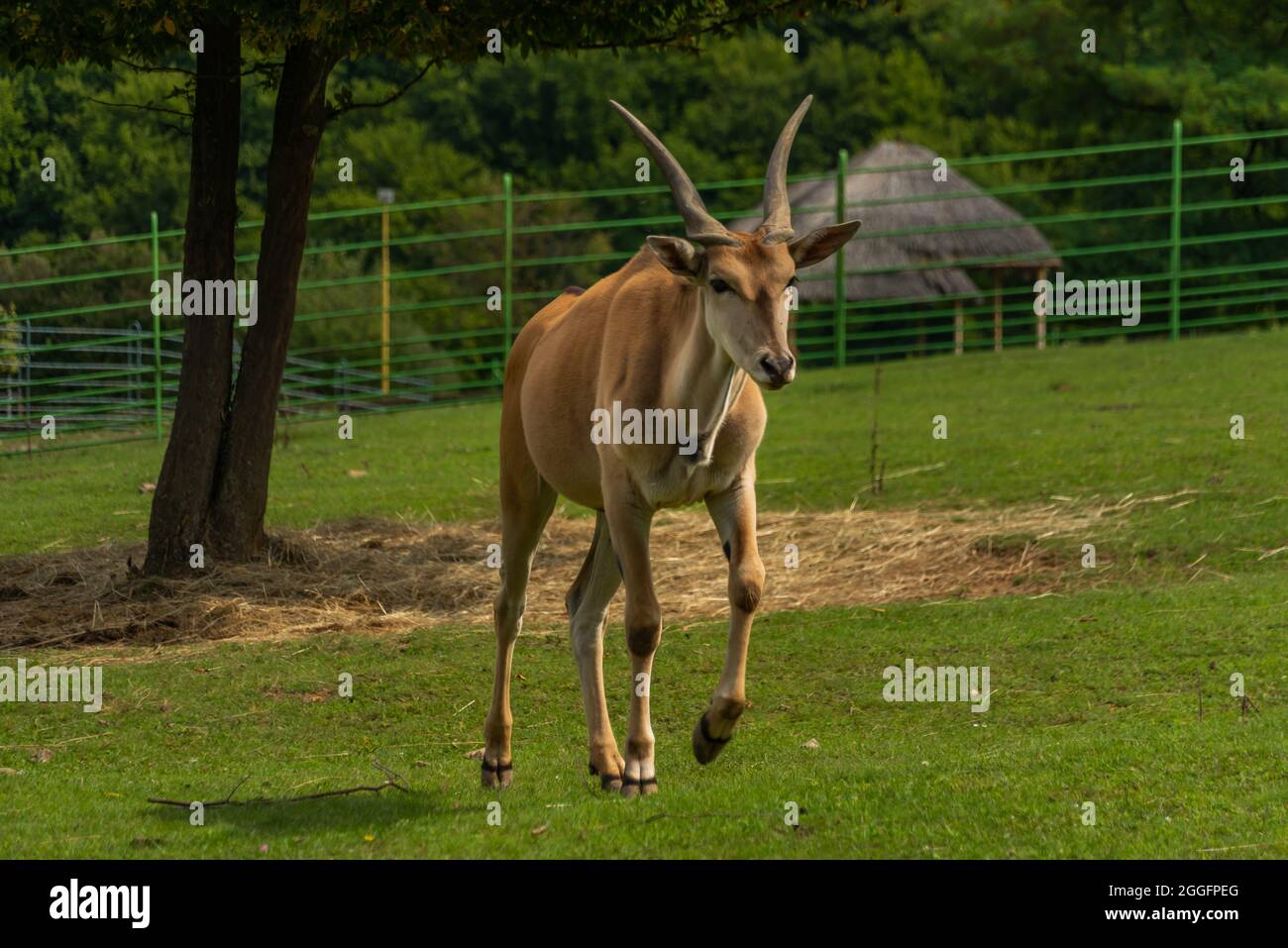 Grand antilope avec cornes sur prairie verte en été ensoleillé jour frais Banque D'Images